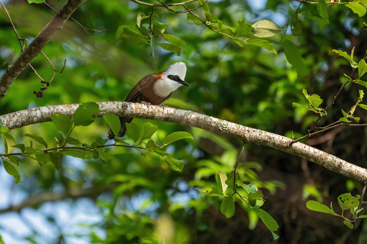 White-crested Laughingthrush - ML619987787