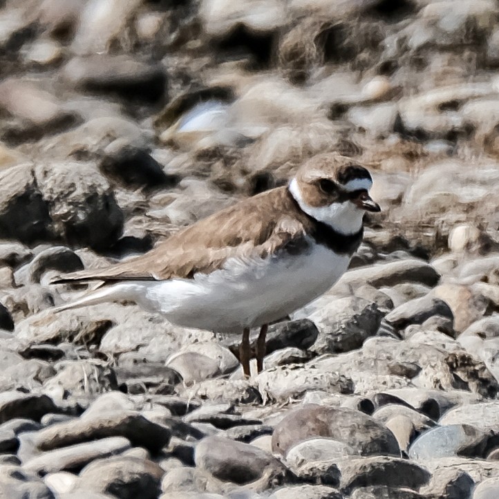 Semipalmated Plover - ML619987790