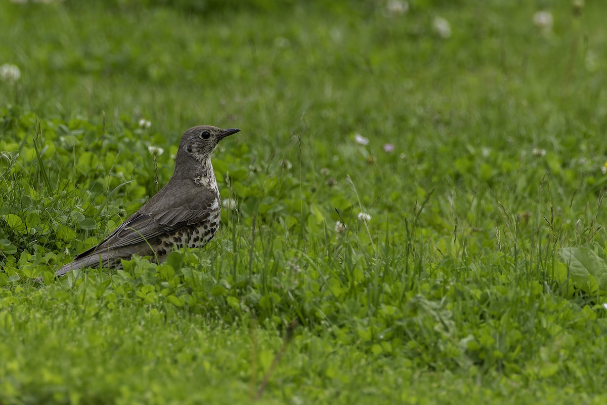 Mistle Thrush - ML619987792