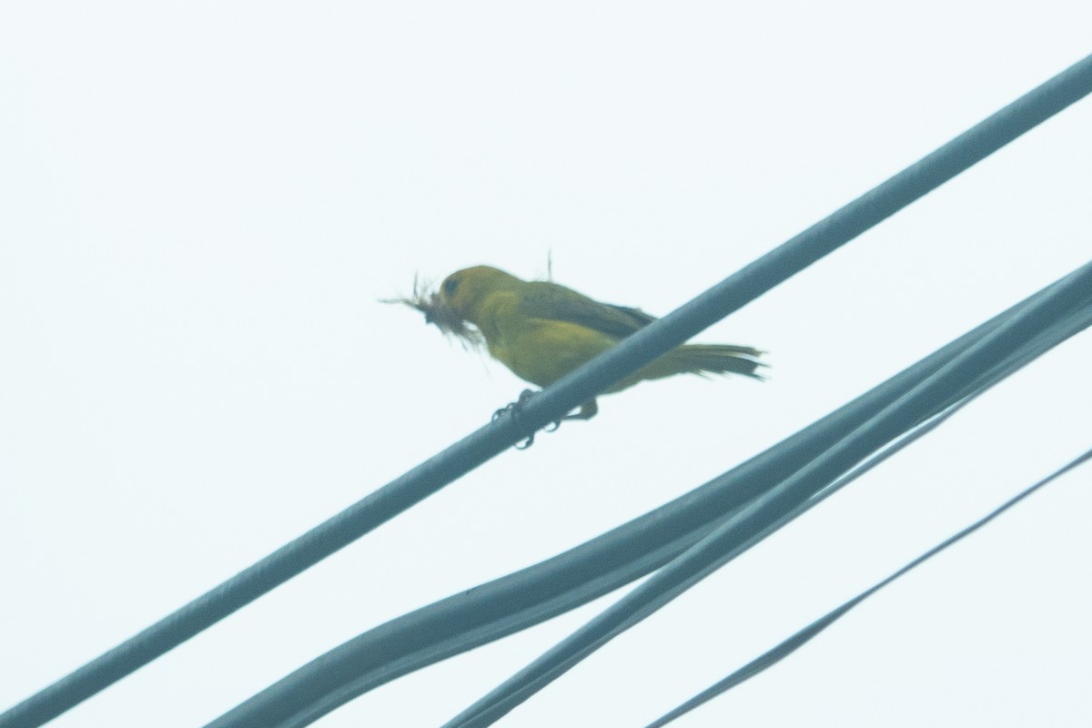 Saffron Finch - ML619987797