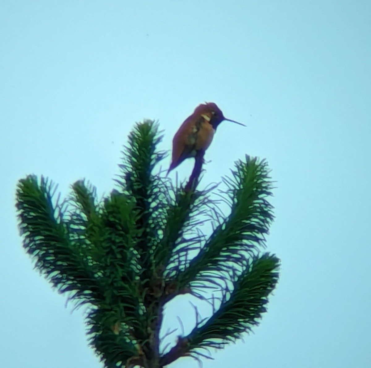 Rufous Hummingbird - ML619987801