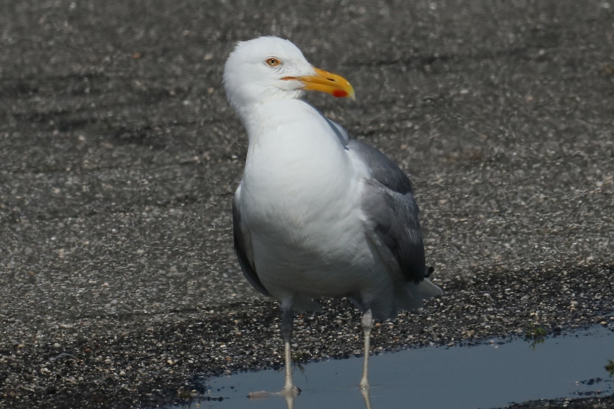 Gaviota Argéntea - ML619987805