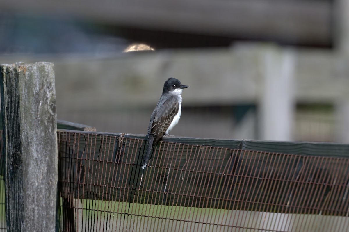 Eastern Kingbird - ML619987808