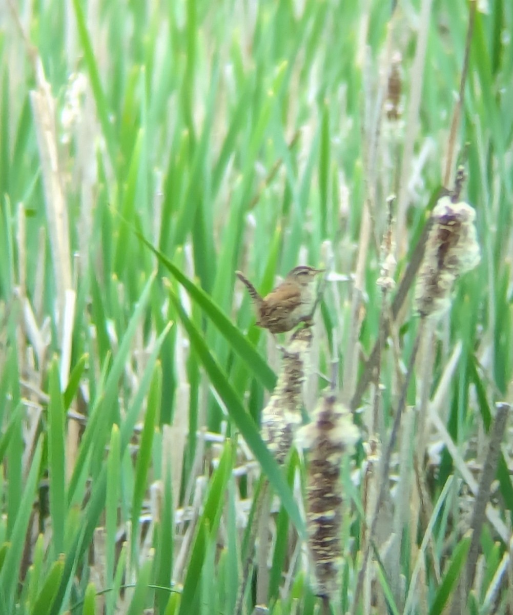 Marsh Wren - ML619987811