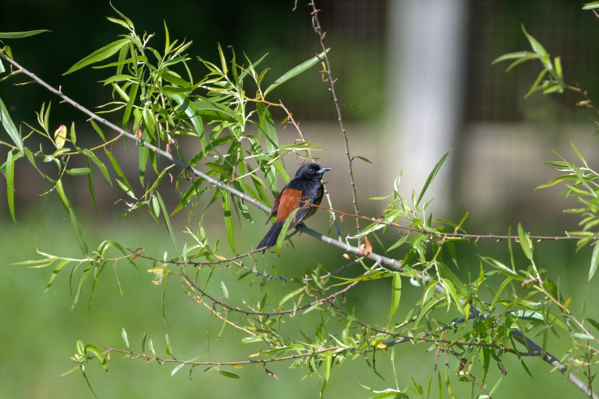 Orchard Oriole - ML619987814