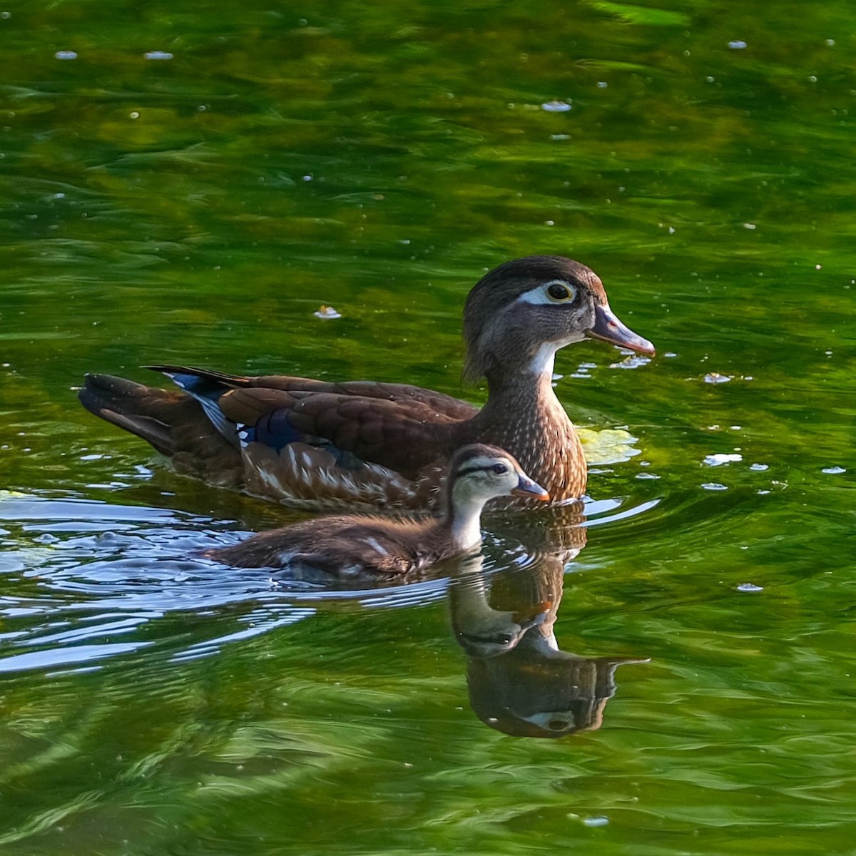 Wood Duck - ML619987816