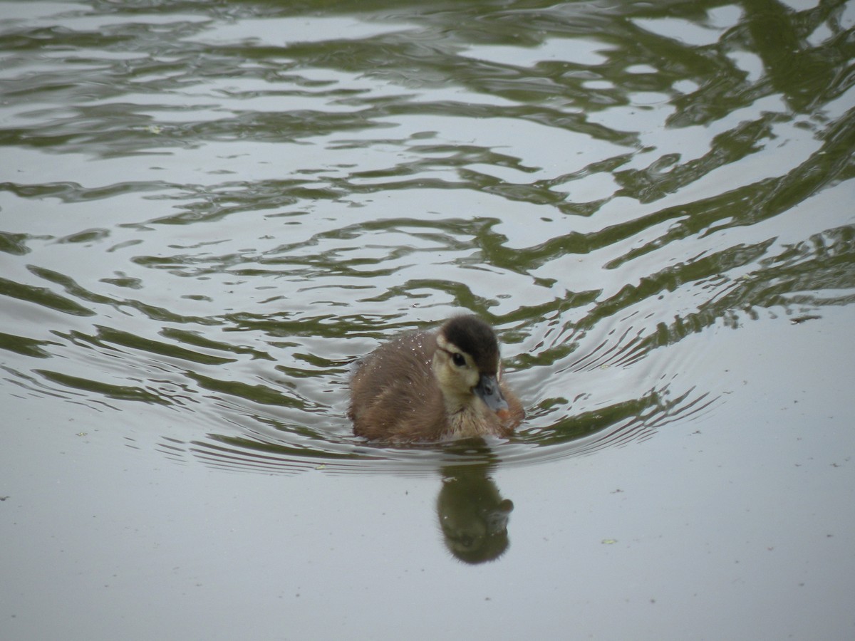 Wood Duck - ML619987817