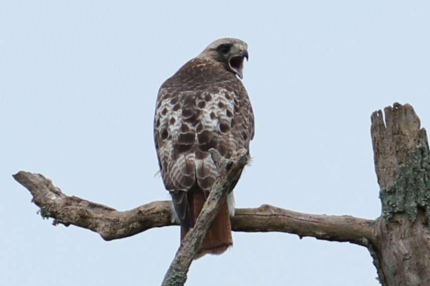 Red-tailed Hawk - ML619987822