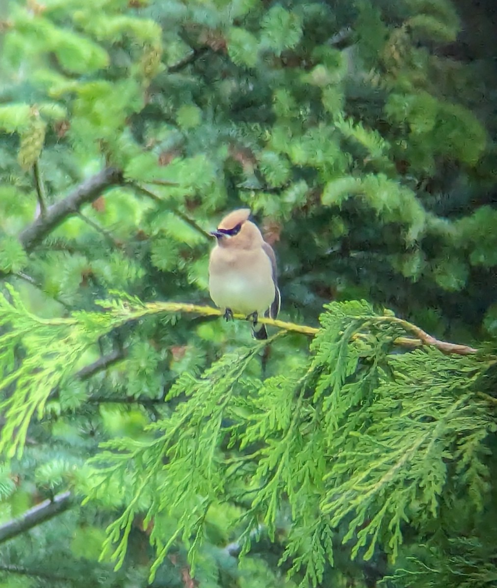 Cedar Waxwing - ML619987823