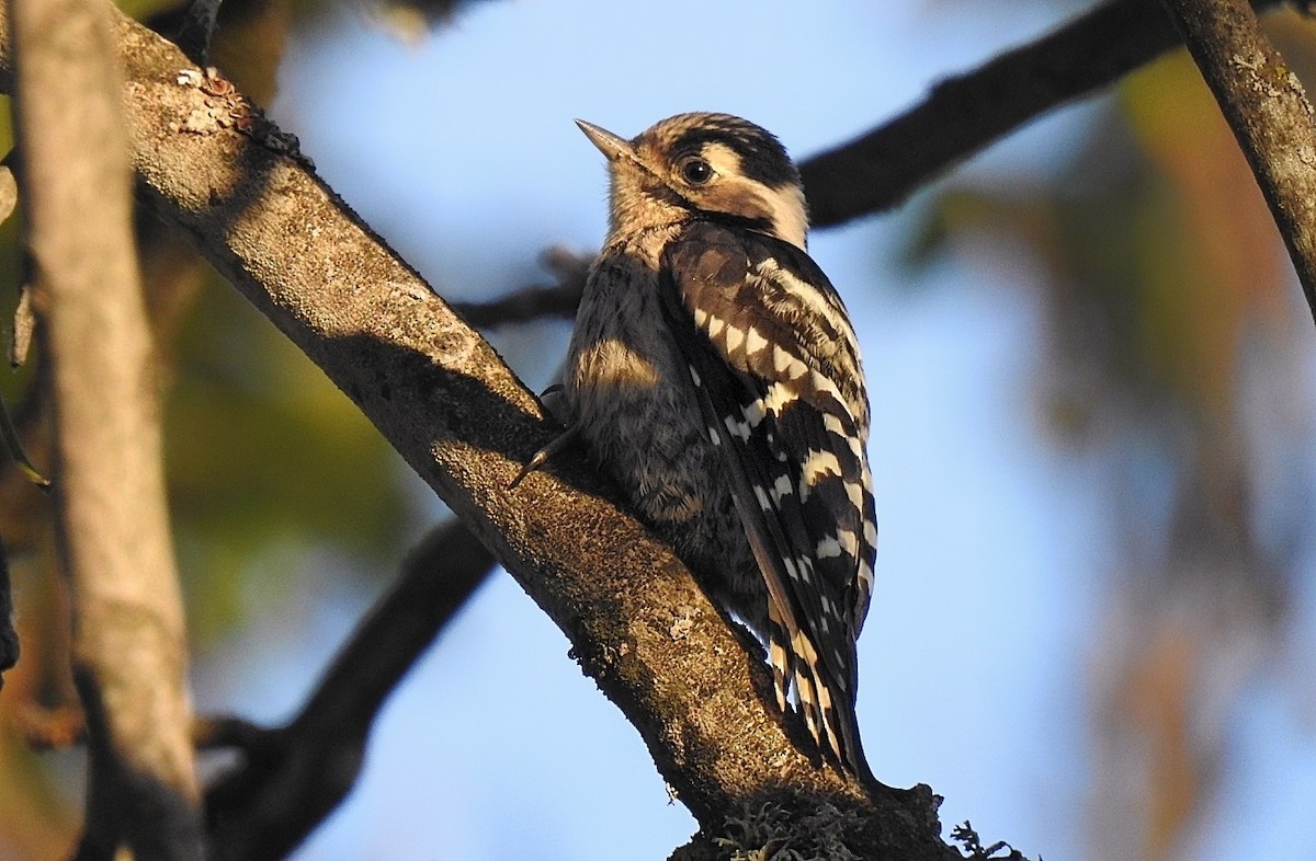 Lesser Spotted Woodpecker - ML619987825