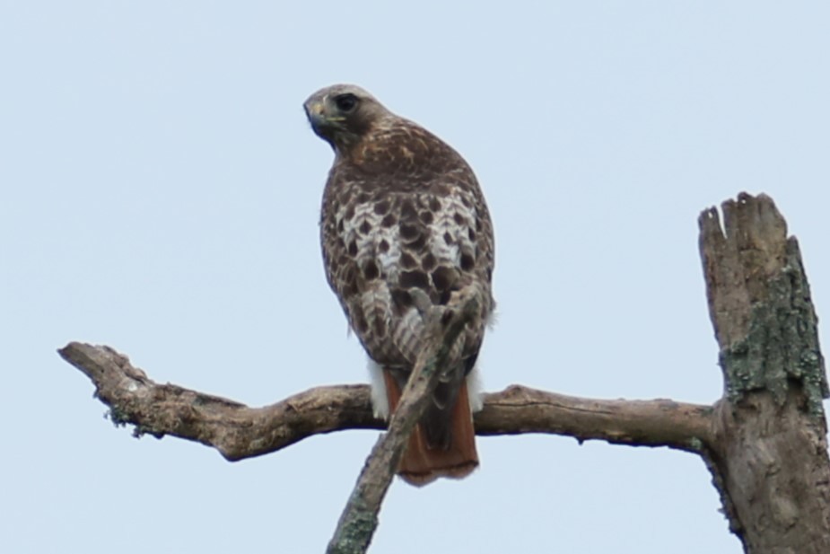 Red-tailed Hawk - ML619987826