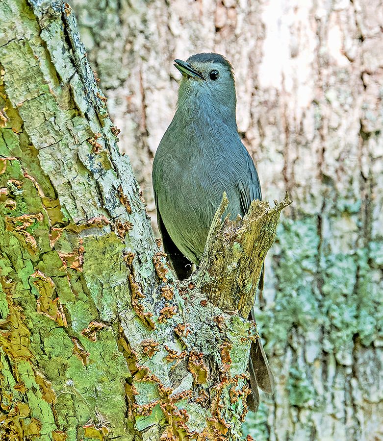 Gray Catbird - ML619987827