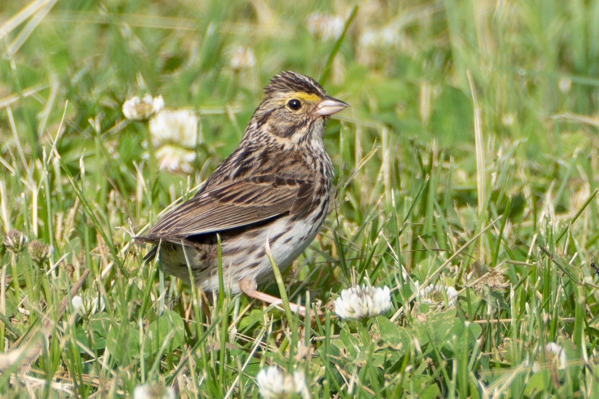 Savannah Sparrow - ML619987832