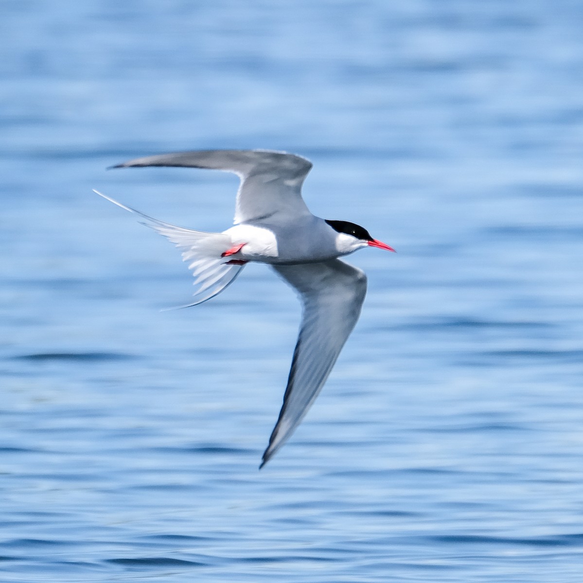 Arctic Tern - ML619987836