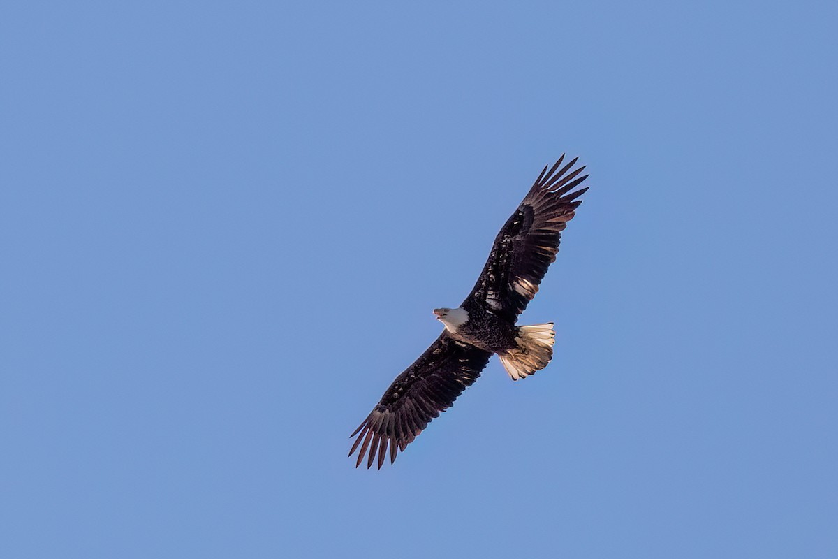 Weißkopf-Seeadler - ML619987855