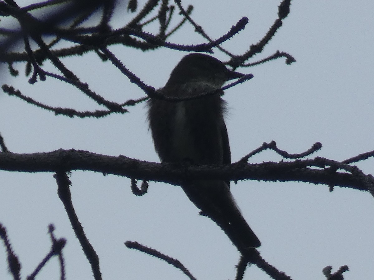 Olive-sided Flycatcher - ML619987861