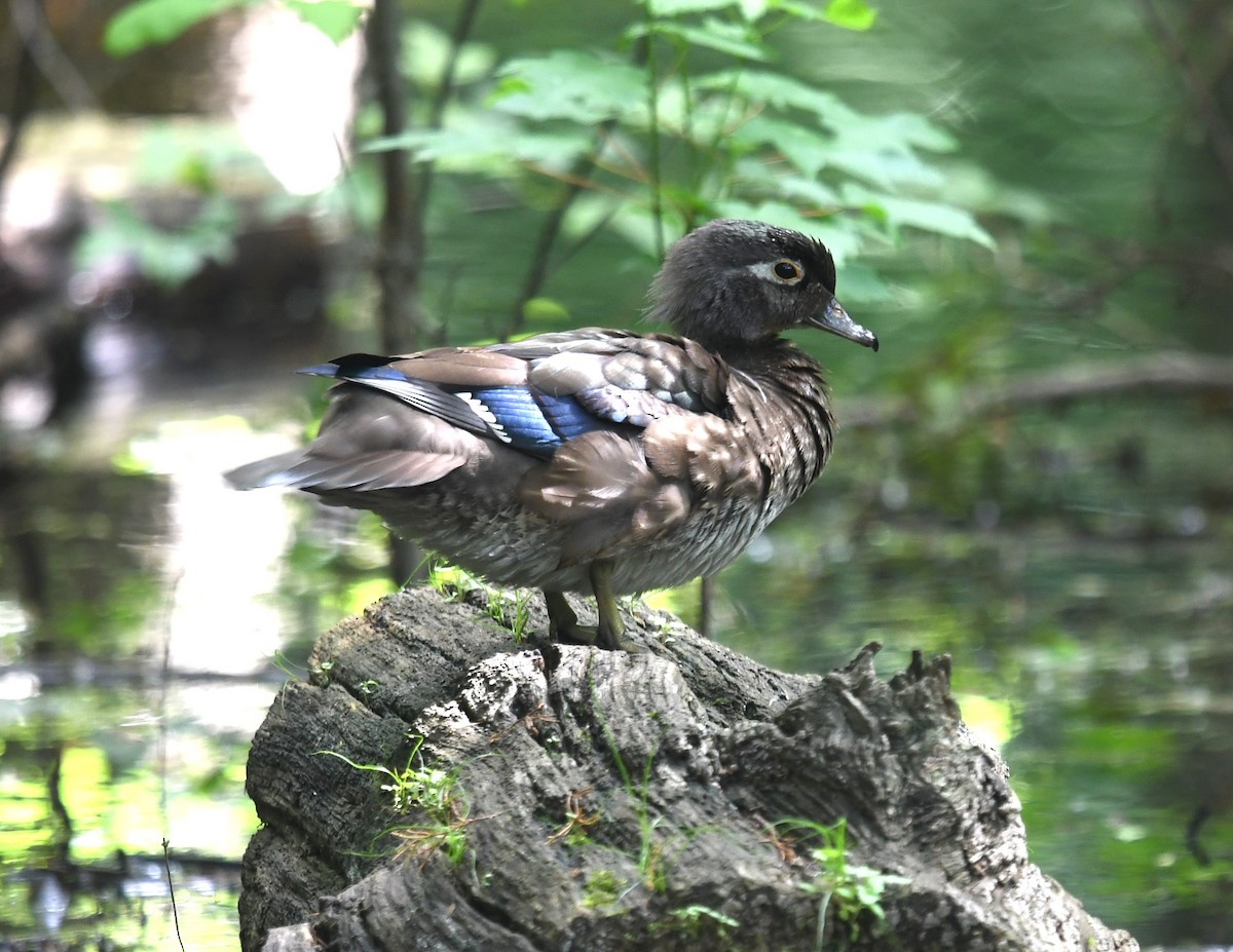 Wood Duck - ML619987874