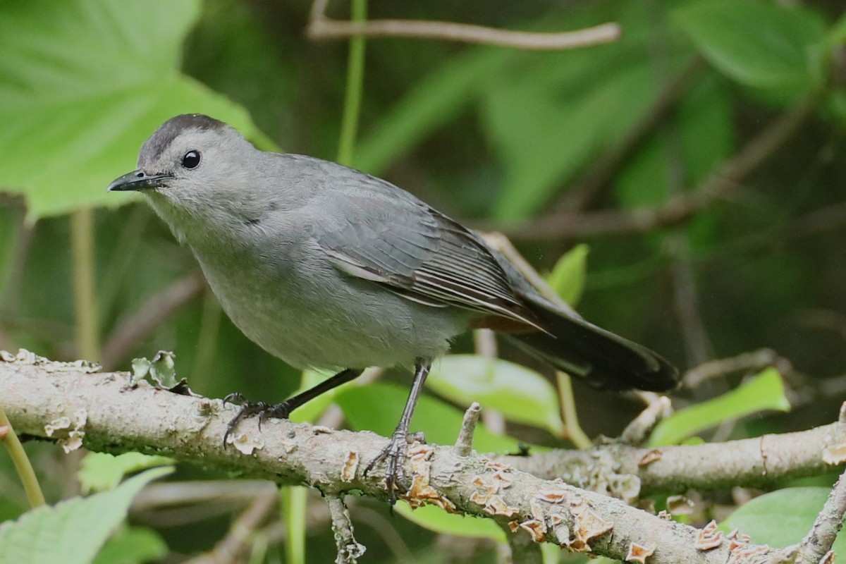 Gray Catbird - ML619987875