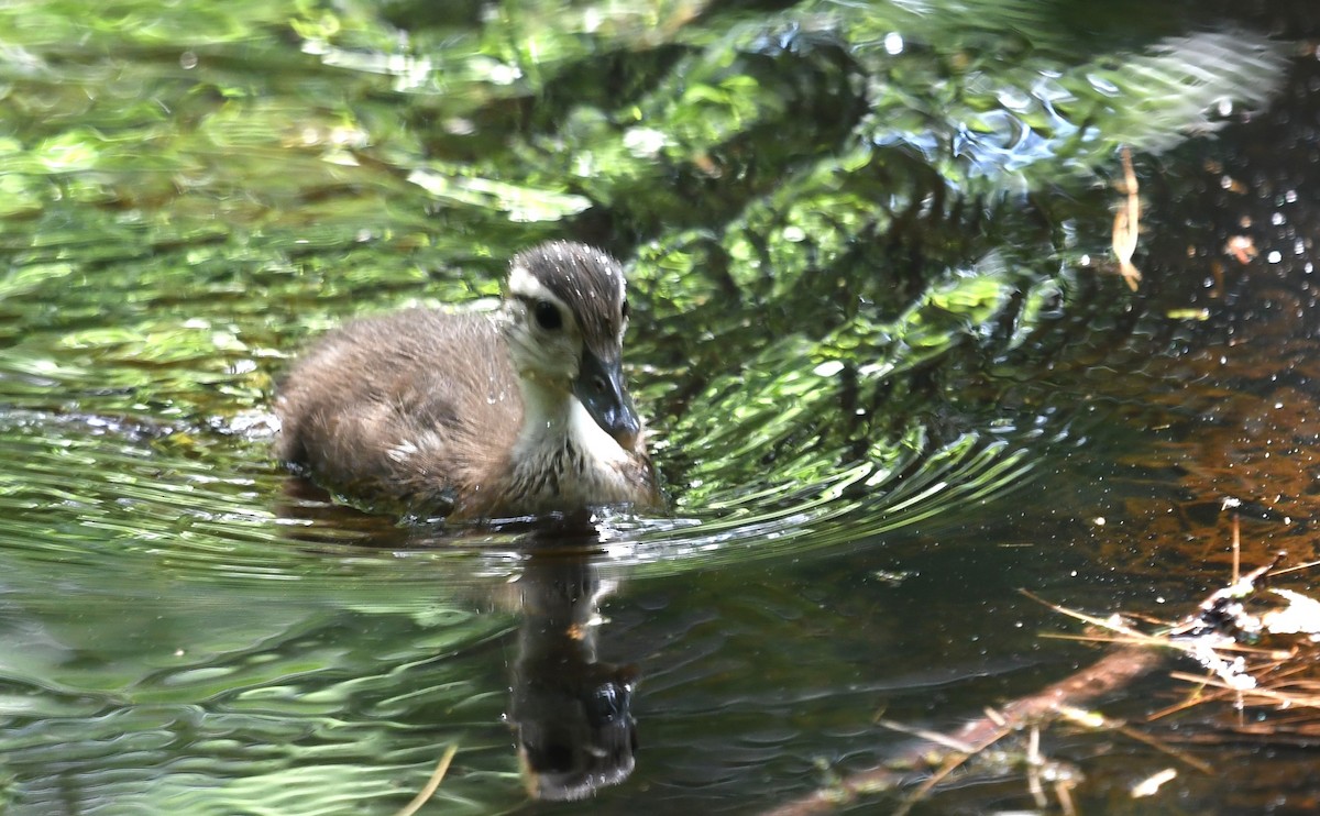 Wood Duck - ML619987878