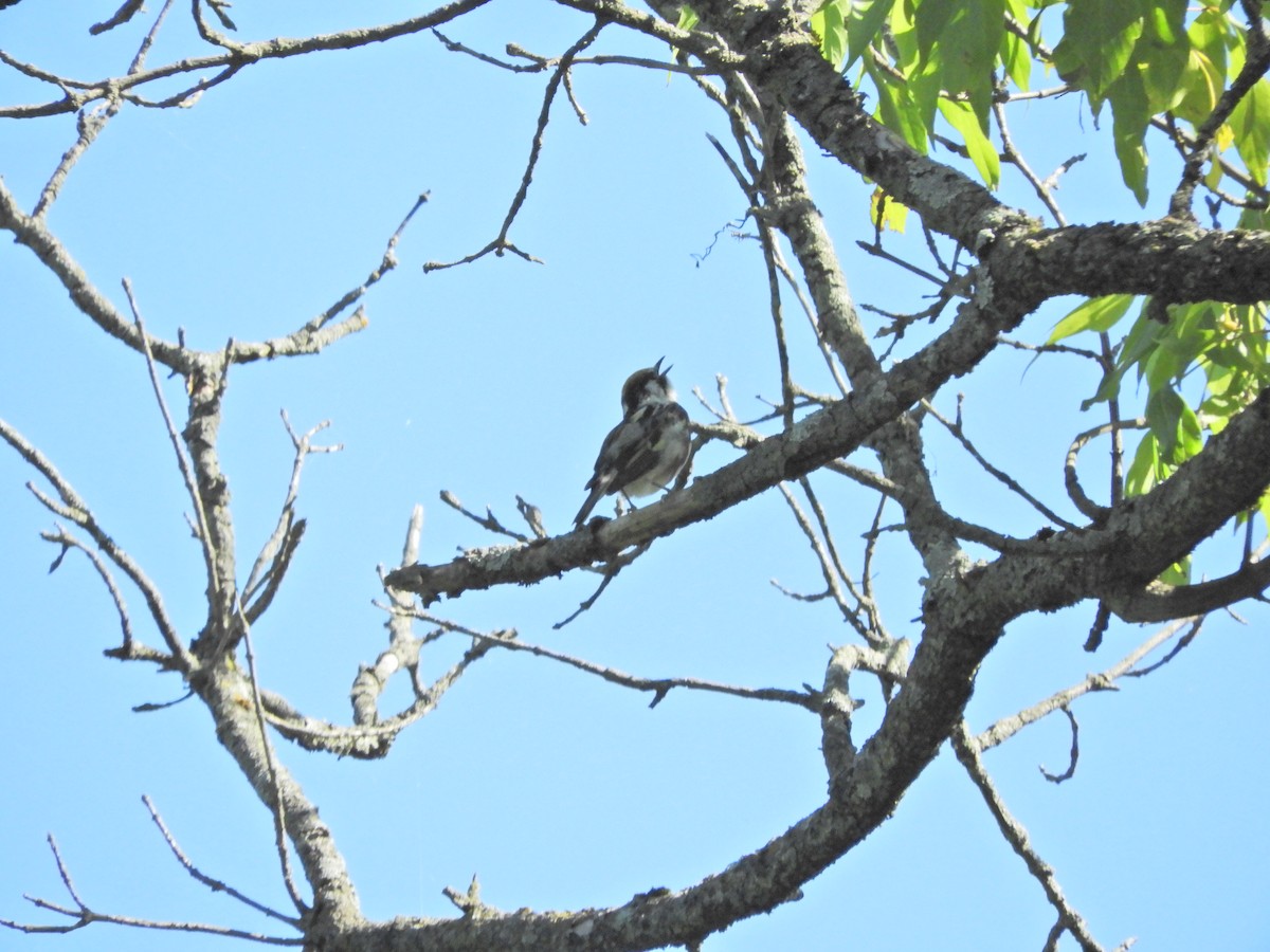 Chestnut-sided Warbler - ML619987881