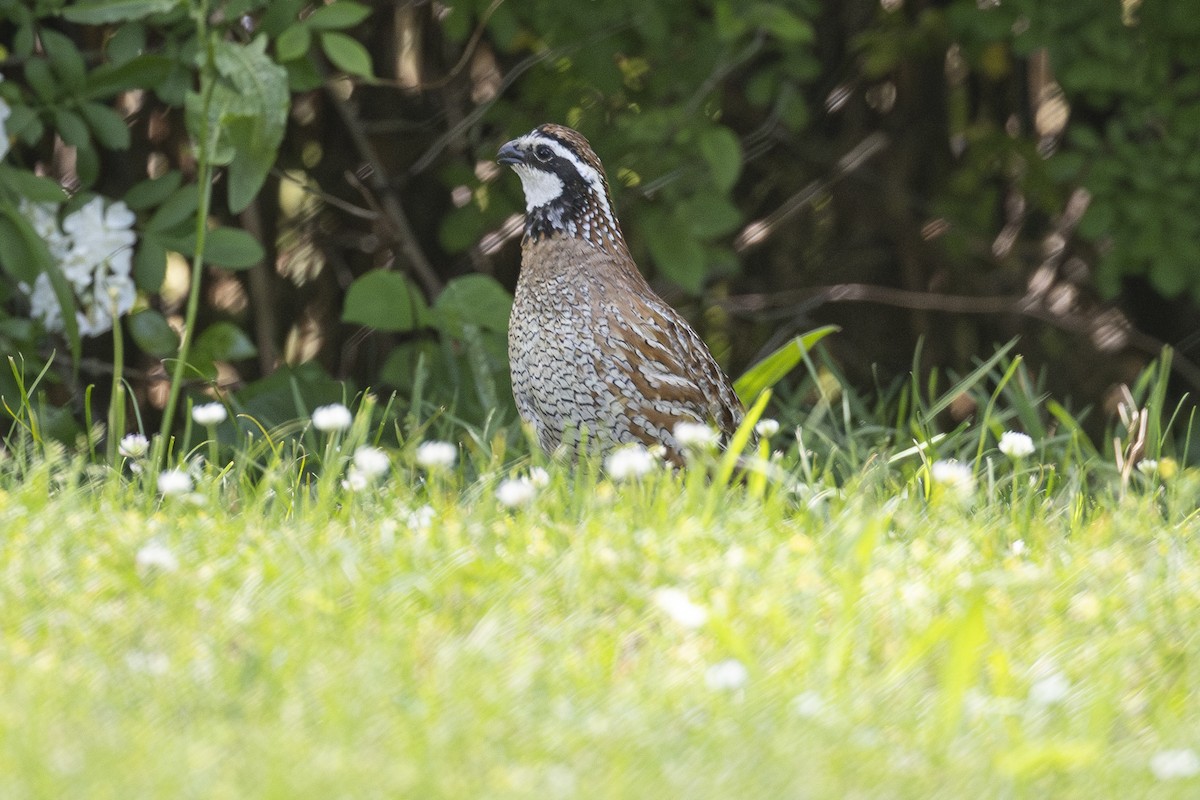 Northern Bobwhite - ML619987886