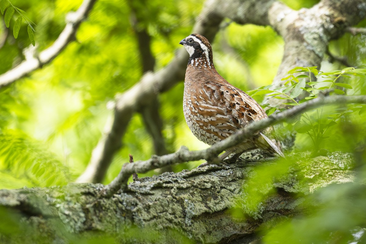 Northern Bobwhite - ML619987887