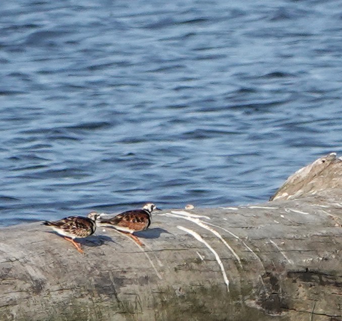 Ruddy Turnstone - ML619987891