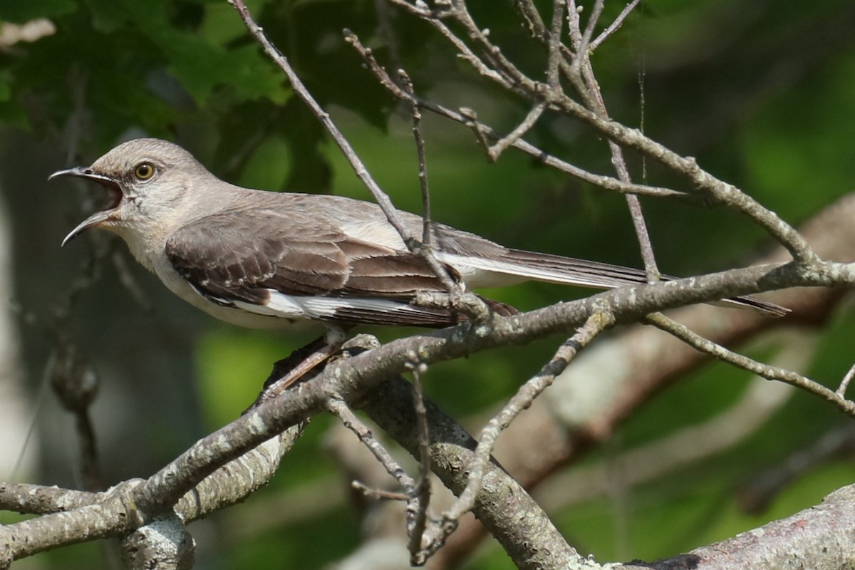 Northern Mockingbird - ML619987896