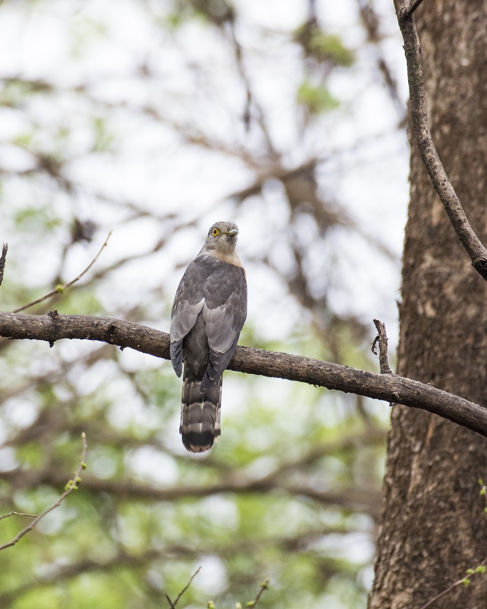 Common Hawk-Cuckoo - ML619987906