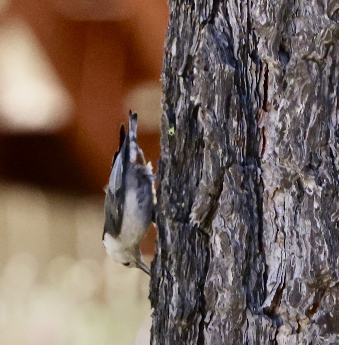 White-breasted Nuthatch - ML619987907
