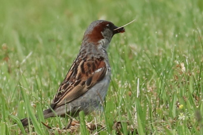 House Sparrow - ML619987914