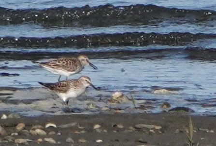 Semipalmated Sandpiper - ML619987917