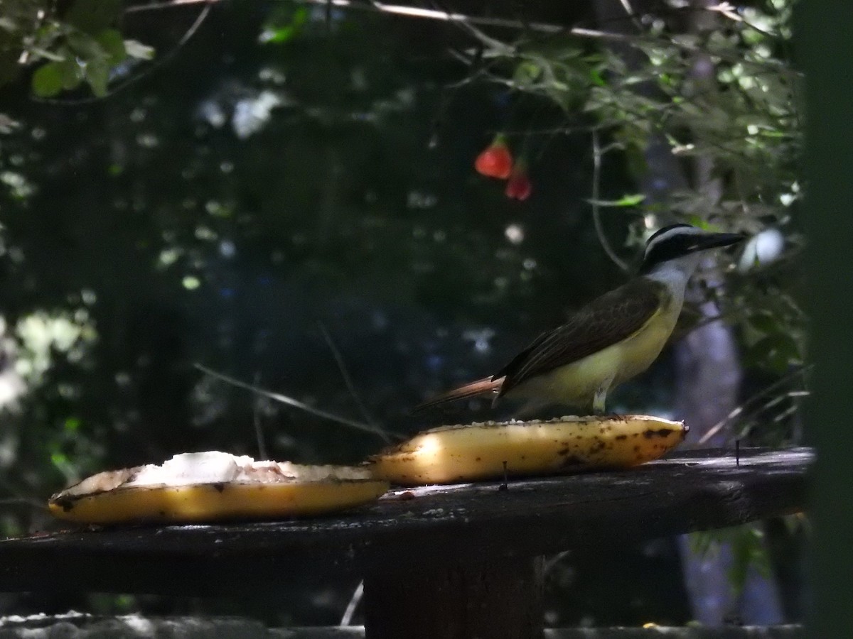 Great Kiskadee - ML619987919