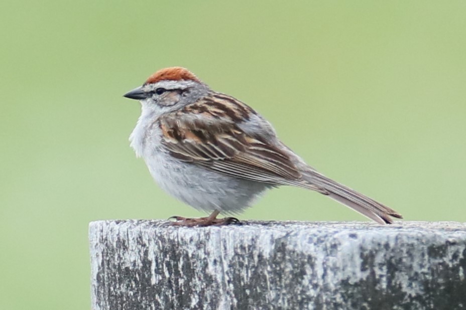 Chipping Sparrow - ML619987920