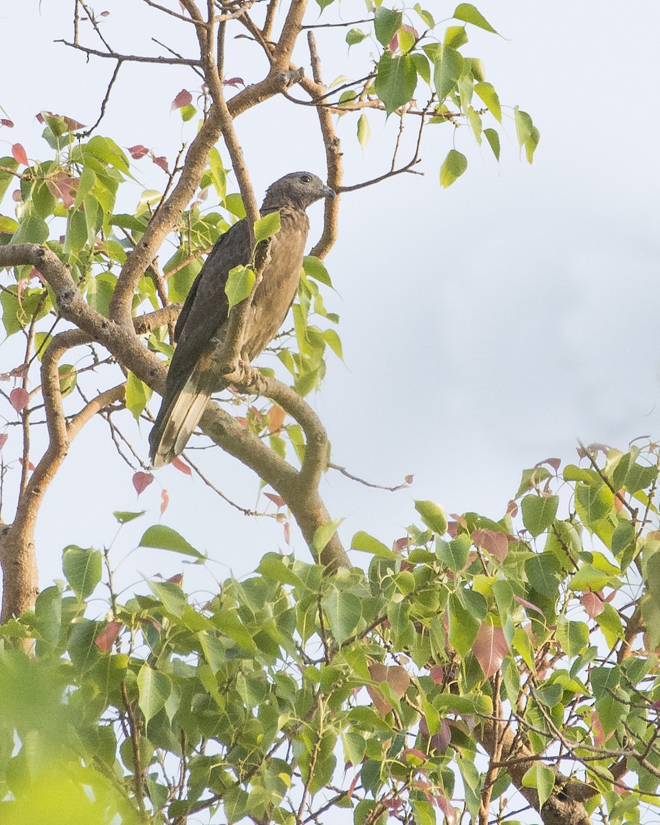 Oriental Honey-buzzard - ML619987924