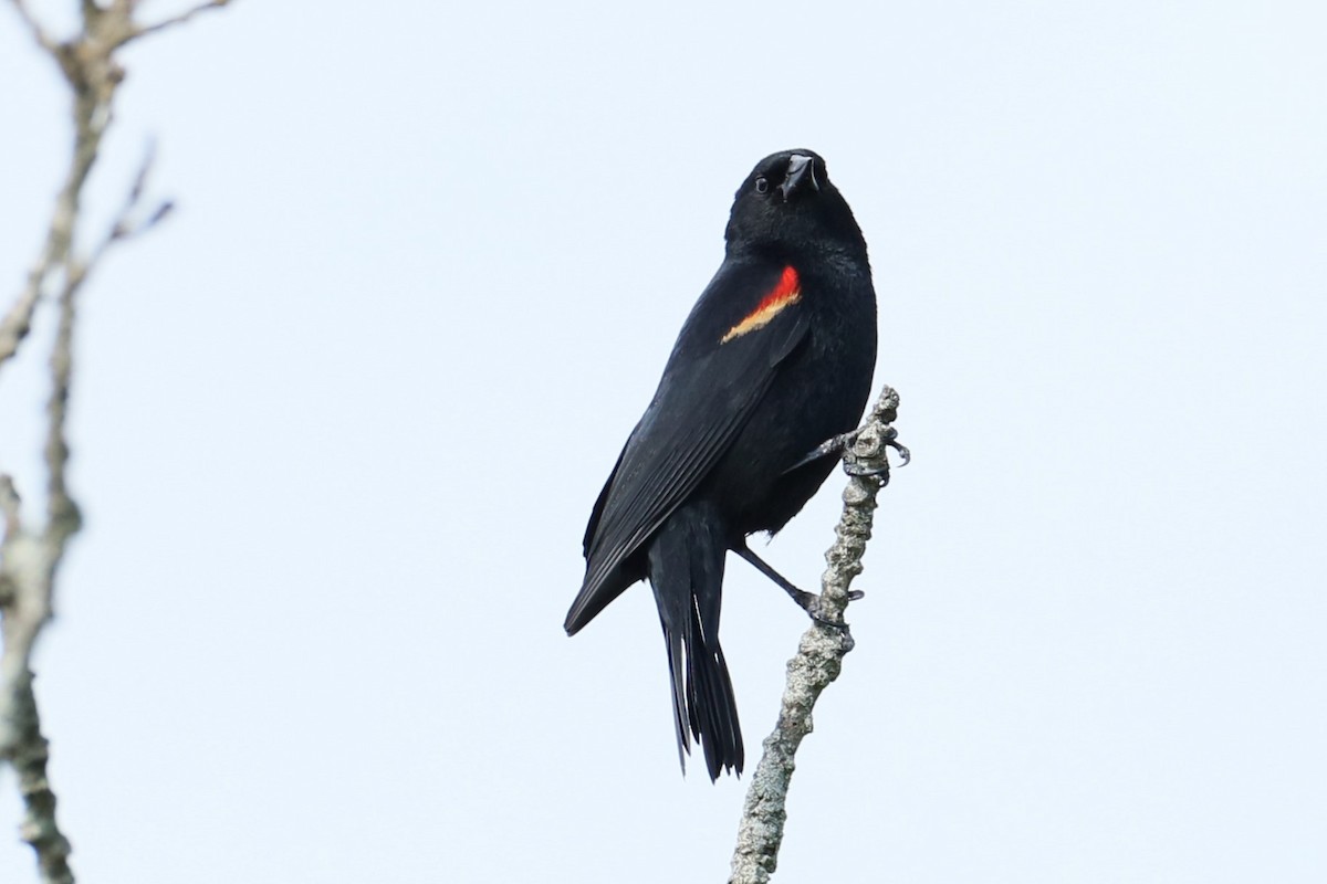 Red-winged Blackbird - ML619987927