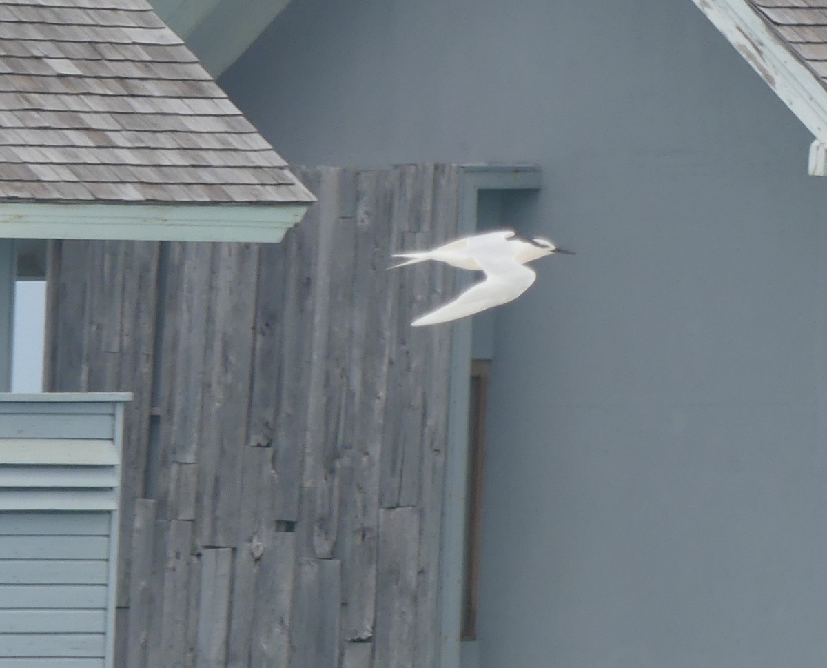 Black-naped Tern - ML619987928