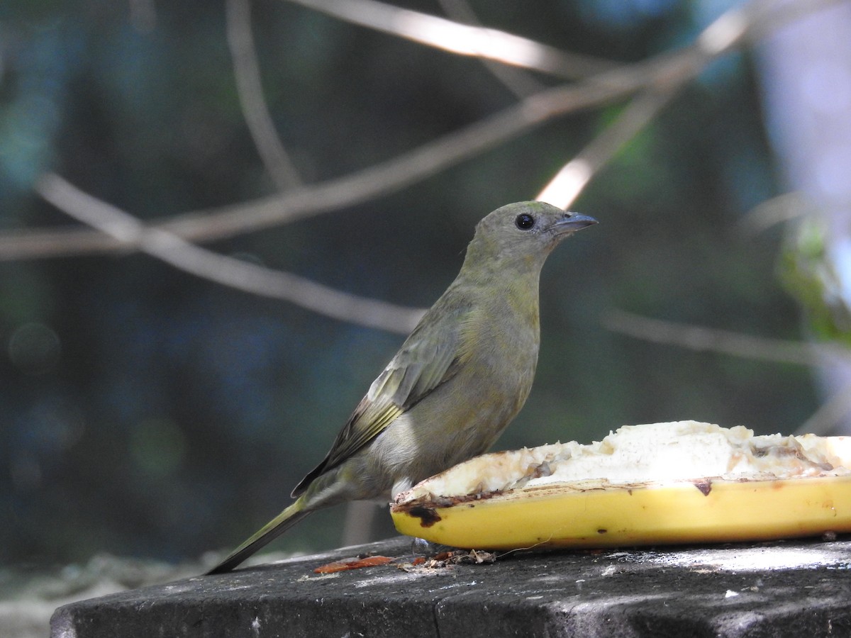 Palm Tanager - ML619987931