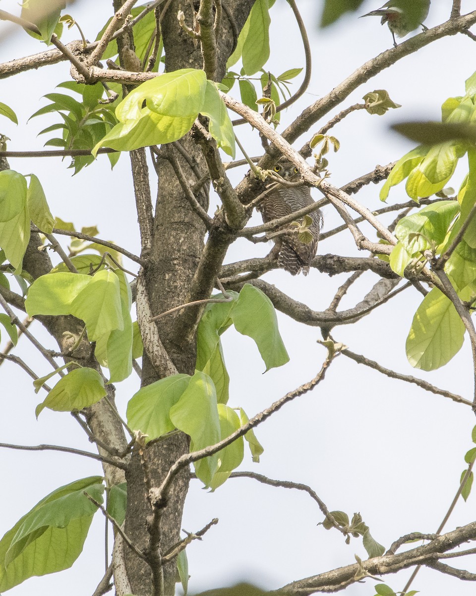 Jungle Owlet - ML619987933