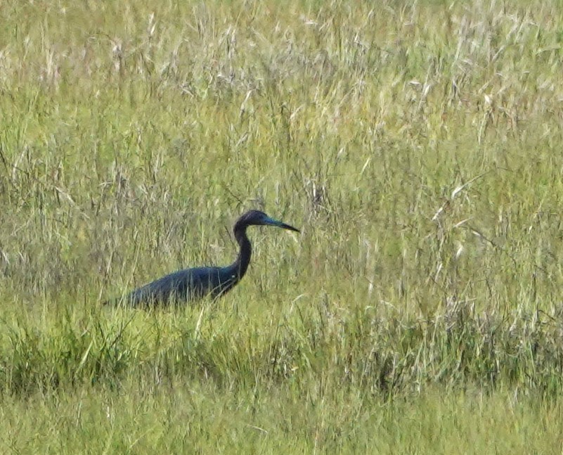 Little Blue Heron - ML619987934