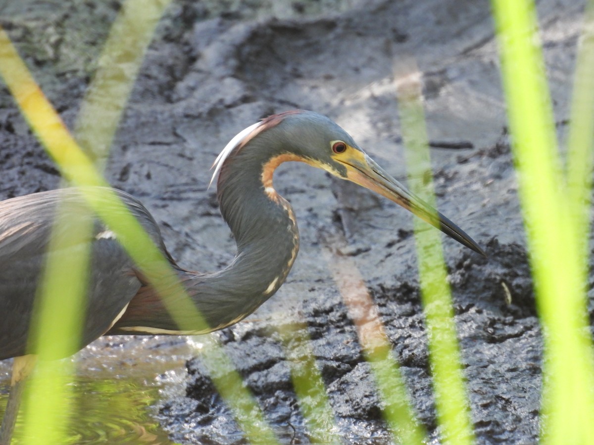 Tricolored Heron - John  Paalvast