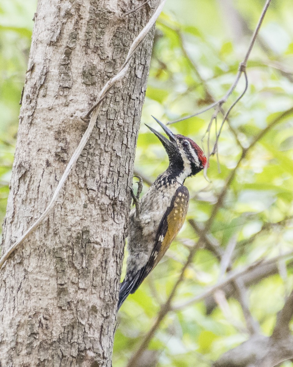 Black-rumped Flameback - ML619987944