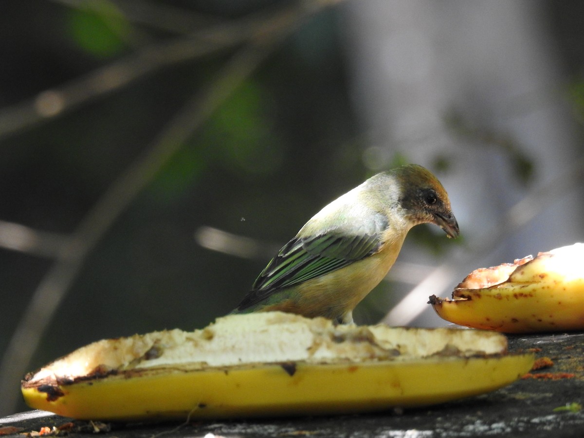 Burnished-buff Tanager - ML619987946