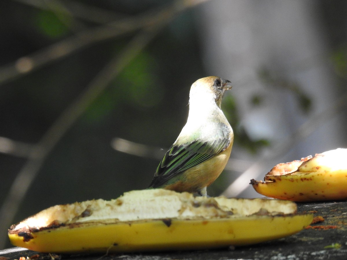 Burnished-buff Tanager - ML619987948