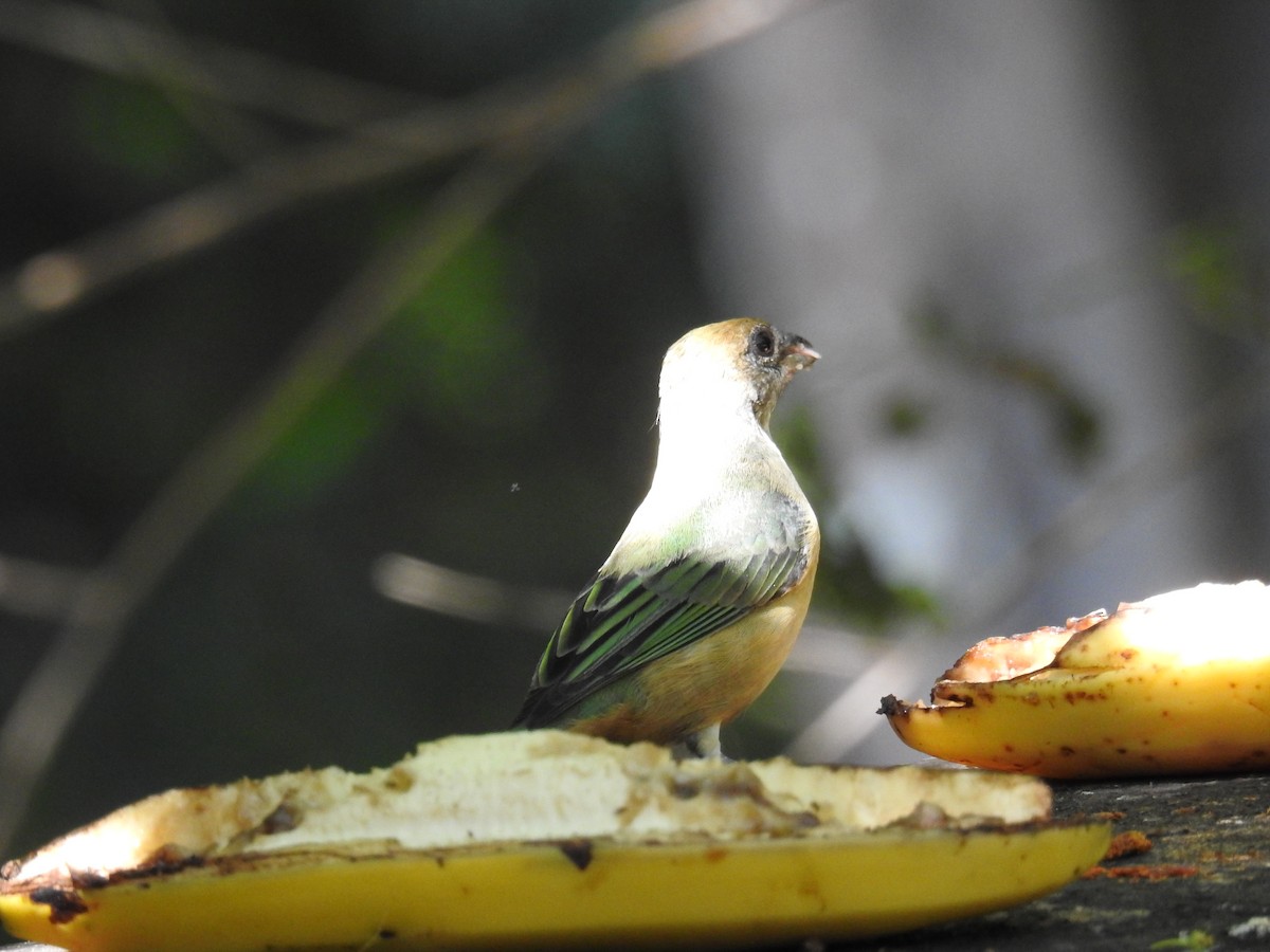 Burnished-buff Tanager - ML619987949