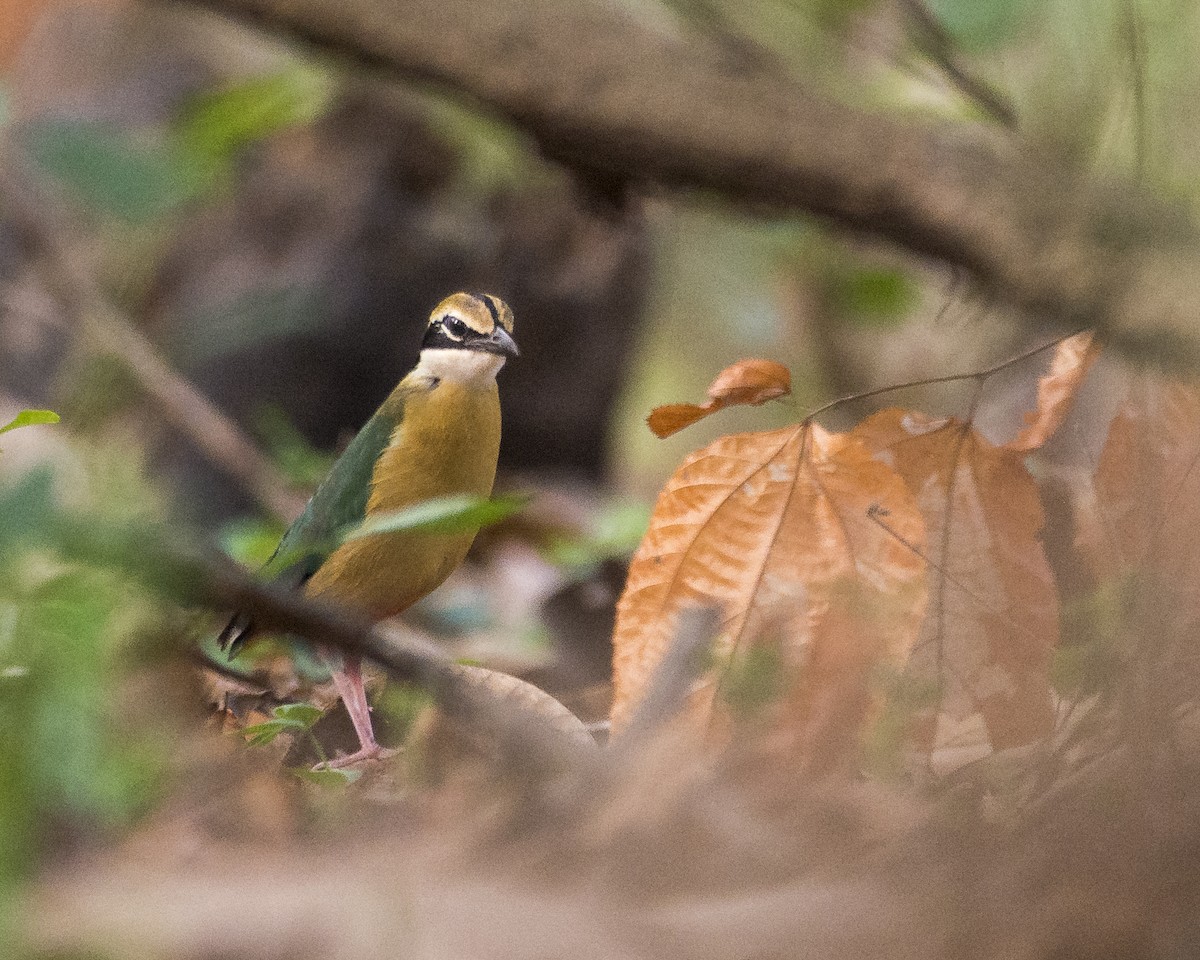 Bengalenpitta - ML619987958