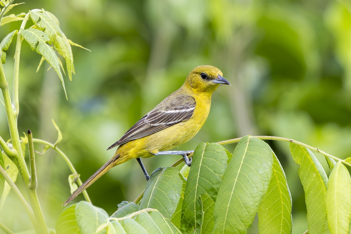 Orchard Oriole - ML619987963