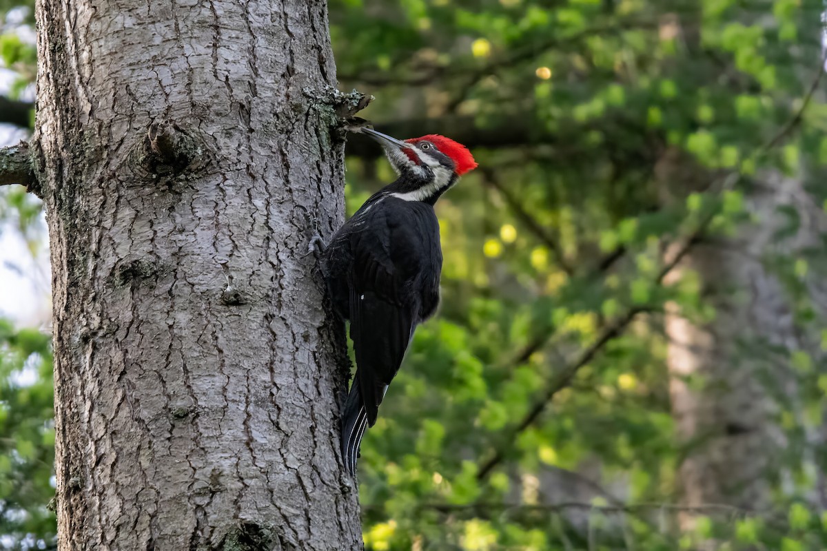 Pileated Woodpecker - ML619987964