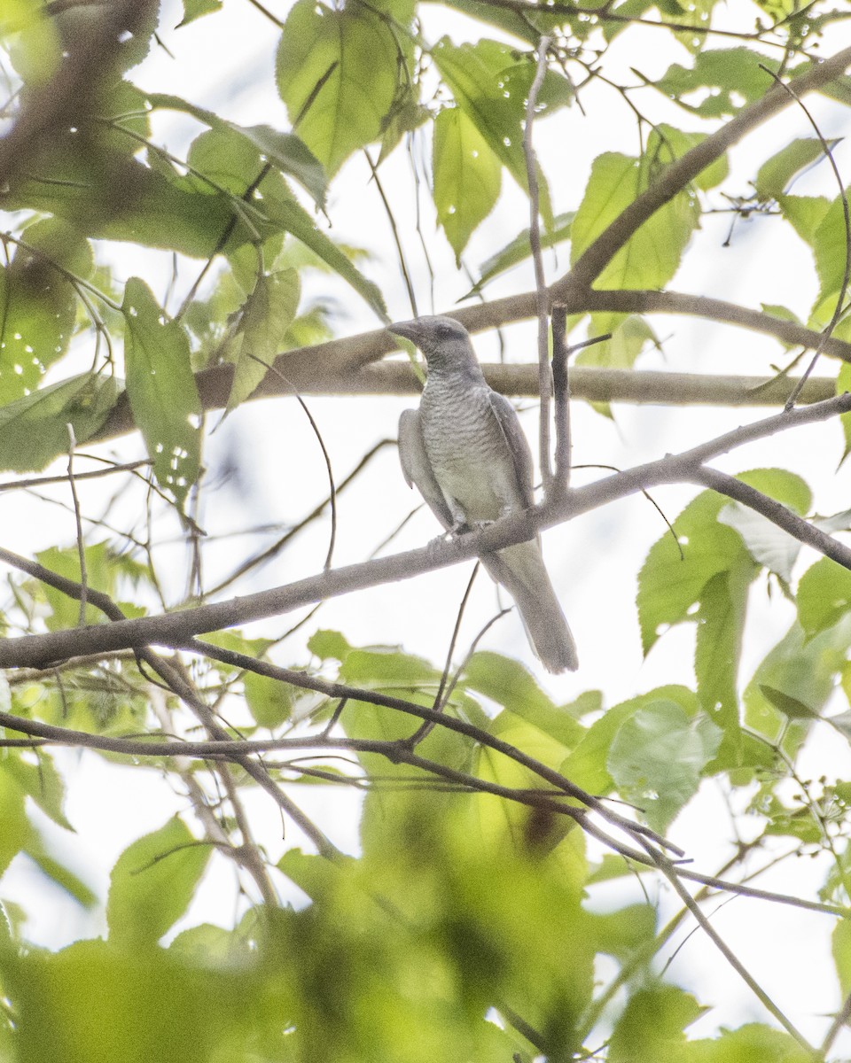 Large Cuckooshrike - ML619987965