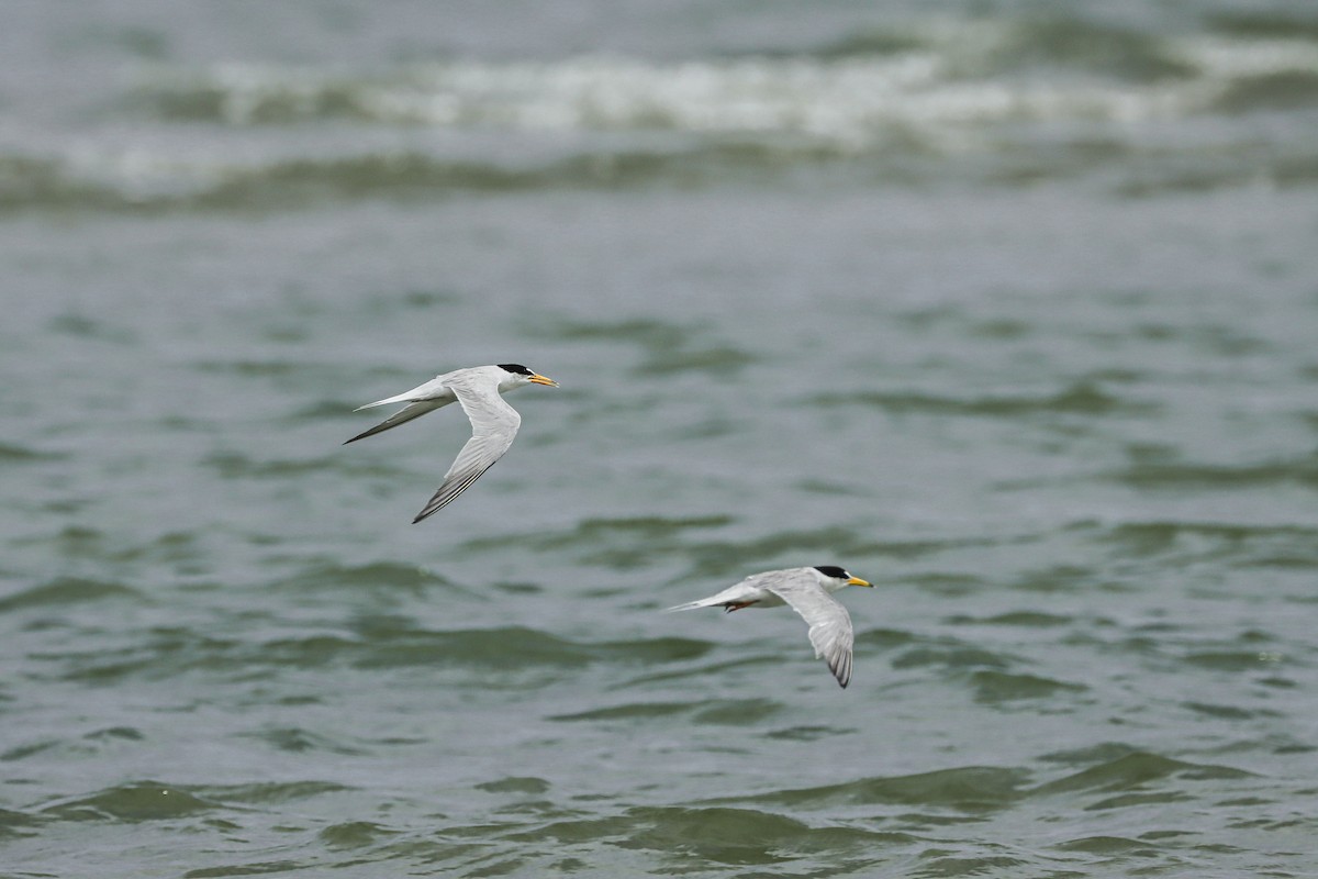 Little Tern - ML619987982